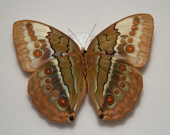 Stichophthalma louisa