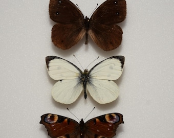 Trio of French butterflies