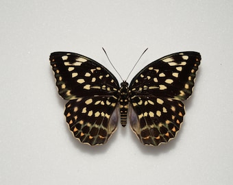Lexias dirtea female
