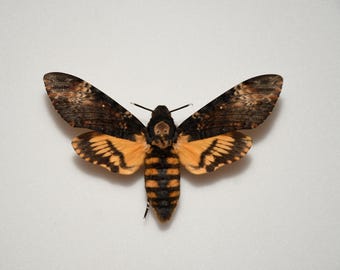 Death's-head hawkmoth (Acherontia atropos)