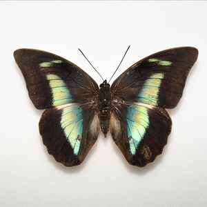 Könnte beinhalten: Ein Schmetterling mit dunkelbraunen Flügeln, akzentuiert durch schillernde türkis- und gelbgrüne Markierungen. Der Körper des Schmetterlings ist dunkel, und seine Antennen sind lang und dünn. Die Flügel sind weit ausgebreitet und zeigen die komplizierten Muster und Farben.