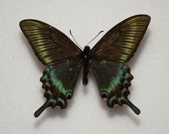 Papilio maackii
