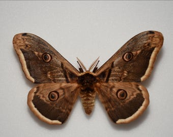 Pair of giant peacock moths (Saturnia pyri)