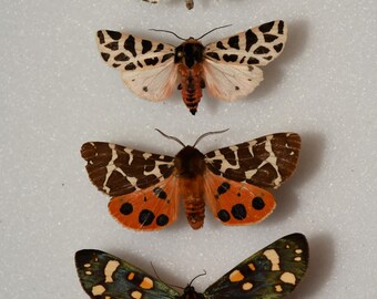 Lot of French Arctidae