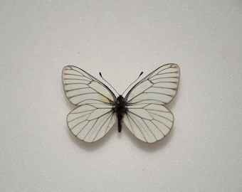 Aporia crataegi