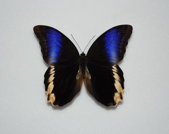 Caligo Atreus