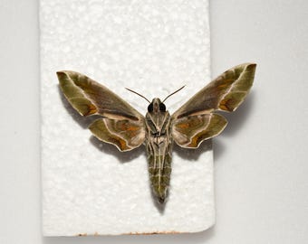 Oleander hawkmoth (Daphnis nerii)