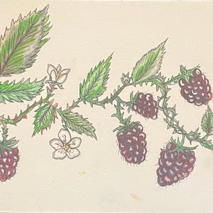 Blackberry vine