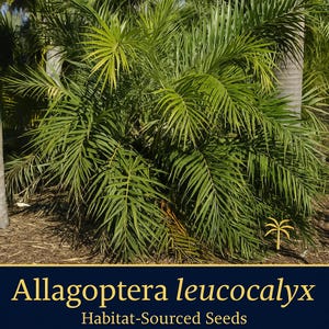Allagoptera leucocalyx – 希少な生息地由来のヤシの種子 | エキゾチックなコレクターズパーム