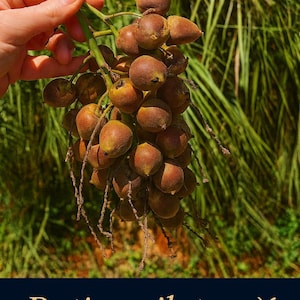 Butia exilata – Rare Habitat-Sourced Palm Seeds | Exotic Collector’s Palm