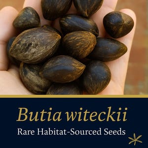 Butia witeckii – Rare Habitat-Sourced Palm Seeds | Exotic Collector’s Palm