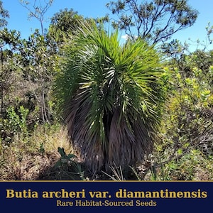 Butia archeri var. diamantinensis – Rare Habitat-Sourced Palm Seeds | Exotic Collector’s Palm