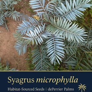 Syagrus microphylla – Rare Palm Seeds Sourced from Habitat | Miniature Feather Palm