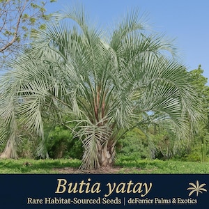 Butia yatay (Blue Form) – Rare Habitat-Sourced Palm Seeds | Exotic Collector’s Palm