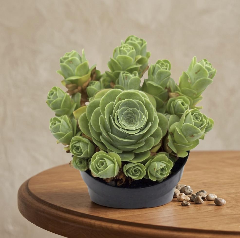 indoor plant pots large BEMAY 12" Ceramic Plant Pots, Large Flower Pots with Drain Holes & Plu