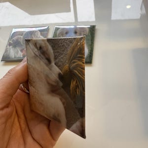 May include: A glossy, square coaster featuring a close-up image of a dog. The coaster has a clear, reflective surface. Two other coasters with similar dog images are visible in the background.