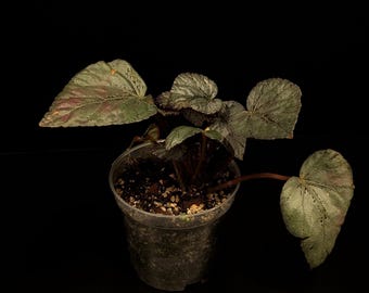 May include: A potted begonia plant with large, textured leaves in shades of green and hints of red. The plant is in a clear plastic pot filled with soil, set against a black background. The leaves have a unique, veined pattern.