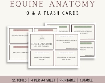 Op de afbeelding: Equine anatomie flashcards met vragen en antwoorden. De kaarten behandelen onderwerpen als het spier- en skeletstelsel. De tekst op de kaarten bevat vragen over spieractie en botstructuur. De kaarten zijn printbaar en uit te knippen.