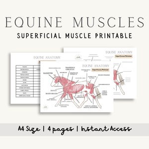 May include: A set of three printable equine anatomy charts. The charts display the superficial muscles of a horse, with labels and diagrams. The text includes "Equine Muscles," "Superficial Muscle Printable," and "A4 Size | 4 pages | Instant Access."