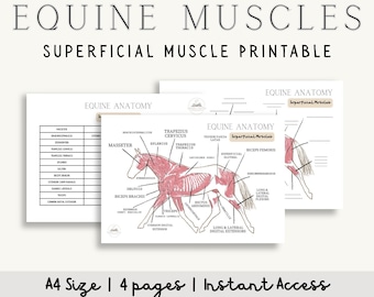 Diagrama e pacote de informações sobre músculos superficiais equinos | Anatomia do Cavalo em PDF para impressão | Gráficos com e sem rótulos, estrutura e função