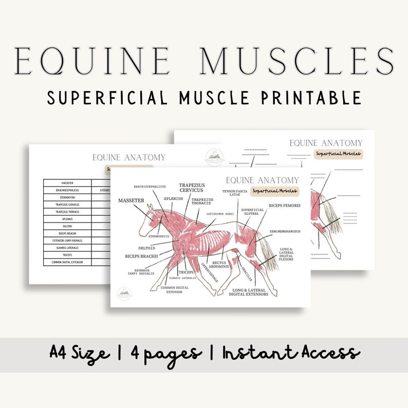Equine Superficial Muscle Diagram and Info Pack | Horse Anatomy PDF ...