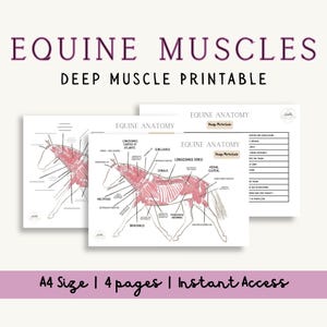 Può includere: Un set di stampe di anatomia equina. Le stampe presentano illustrazioni dettagliate dei muscoli del cavallo, etichettate con termini anatomici. Il testo "EQUINE MUSCLES DEEP MUSCLE PRINTABLE" è in alto. Il testo in basso recita "A4 Size | 4 pages | Instant Access".