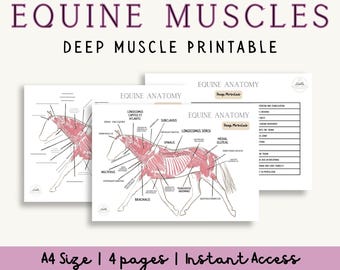 Diagramma e pacchetto informativo sui muscoli profondi equini / Anatomia dei muscoli profondi del cavallo in formato PDF stampabile / Grafici etichettati e non etichettati, struttura, funzione