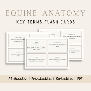 May include: Flash cards for equine anatomy key terms. The cards have a white background with a light pink border. The text includes terms like "capillaries", "coffin bone", and "cerebellum". The cards are labeled "A4 Sheets | Printable | Cuttable | PDF".