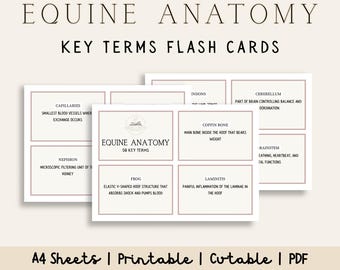 Op de afbeelding: Flashcards voor paardenanatomie sleuteltermen. De kaarten hebben een witte achtergrond met een lichtroze rand. De tekst bevat termen als "haarvaten", "hoefbeen" en "cerebellum". De kaarten zijn gelabeld "A4 Sheets | Printable | Cuttable | PDF".