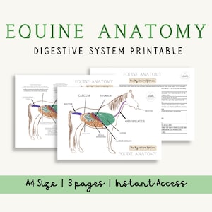 May include: Printable equine anatomy diagrams. The diagrams show the digestive system of a horse, with labeled parts such as the stomach, liver, and intestines. The text reads "Equine Anatomy Digestive System Printable". The diagrams are A4 size and include 3 pages.