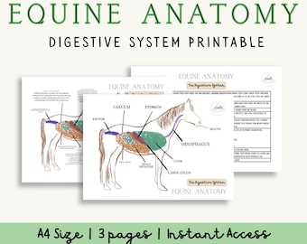 Diagramas e pacote de informações sobre o sistema digestivo equino | Anatomia do cavalo em PDF para impressão | Gráficos com e sem rótulos, estrutura e função