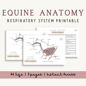 May include: Three printable pages of equine anatomy diagrams. The top text reads "EQUINE ANATOMY RESPIRATORY SYSTEM PRINTABLE". The diagrams show the respiratory system, including the nasal passage, trachea, and lungs. The bottom text reads "A4 Size | 3 pages | Instant Access".