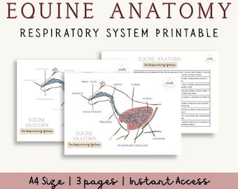 Diagramas e pacote de informações sobre o sistema respiratório equino | Anatomia do cavalo em PDF para impressão | Gráficos com e sem rótulos, estrutura e função
