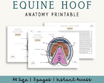 Op de afbeelding: Anatomie printbaar van paardenhoeven. De afbeelding toont drie pagina's met gedetailleerde illustraties van een paardenhoef, gelabeld met anatomische termen. De tekst bovenaan luidt "EQUINE HOOF ANATOMY PRINTABLE."