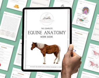 Op de afbeelding: Een tablet met "The Complete Equine Anatomy Work Book" met een bruine en witte paardenillustratie. Het werkboek bevat diagrammen, korte antwoordvragen en een kruiswoordpuzzel. Losse pagina's met anatomiediagrammen en vragen omringen de tablet.