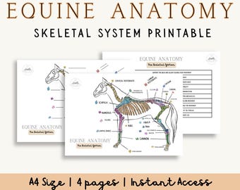 Diagramas e pacote de informações sobre o sistema esquelético equino | Anatomia do cavalo em PDF para impressão | Gráficos com e sem rótulos, estrutura e função