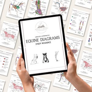 May include: A tablet displaying "Equine Diagrams" with anatomical illustrations, held by hands. Surrounding the tablet are several printed diagrams of horse anatomy. The diagrams are labeled and informative, designed as a study resource.