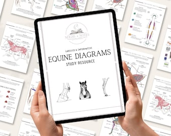 Op de afbeelding: Een tablet met "Equine Diagrams" met anatomische illustraties, vastgehouden door handen. Verschillende gedrukte diagrammen van paardenanatomie omringen de tablet. De diagrammen zijn gelabeld en informatief, ontworpen als studiemateriaal.