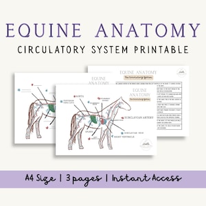 May include: Printable diagrams of equine anatomy, focusing on the circulatory system. The illustrations show the horse's circulatory system with labels such as aorta, pulmonary artery, and subclavian artery. The text reads "Equine Anatomy Circulatory System Printable". The image includes "A4 Size | 3 pages | Instant Access".