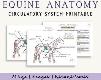 Diagramas e pacote de informações do sistema circulatório equino | Anatomia do cavalo em PDF para impressão | Diagramas com e sem rótulos, estrutura e função