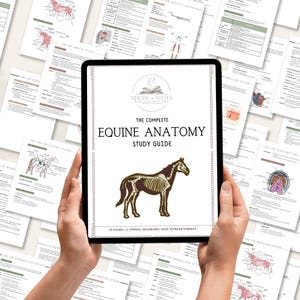 May include: A tablet displaying "The Complete Equine Anatomy Study Guide" with a horse skeleton diagram. Surrounding the tablet are several pages with anatomical diagrams. The guide has 29 pages, 11 topics, and is easy to read.