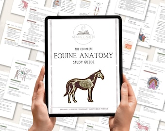 Guia de Estudo de Anatomia Equina | Anotações para Estudantes de Veterinária, Ciência Equina para Imprimir (Download em PDF)
