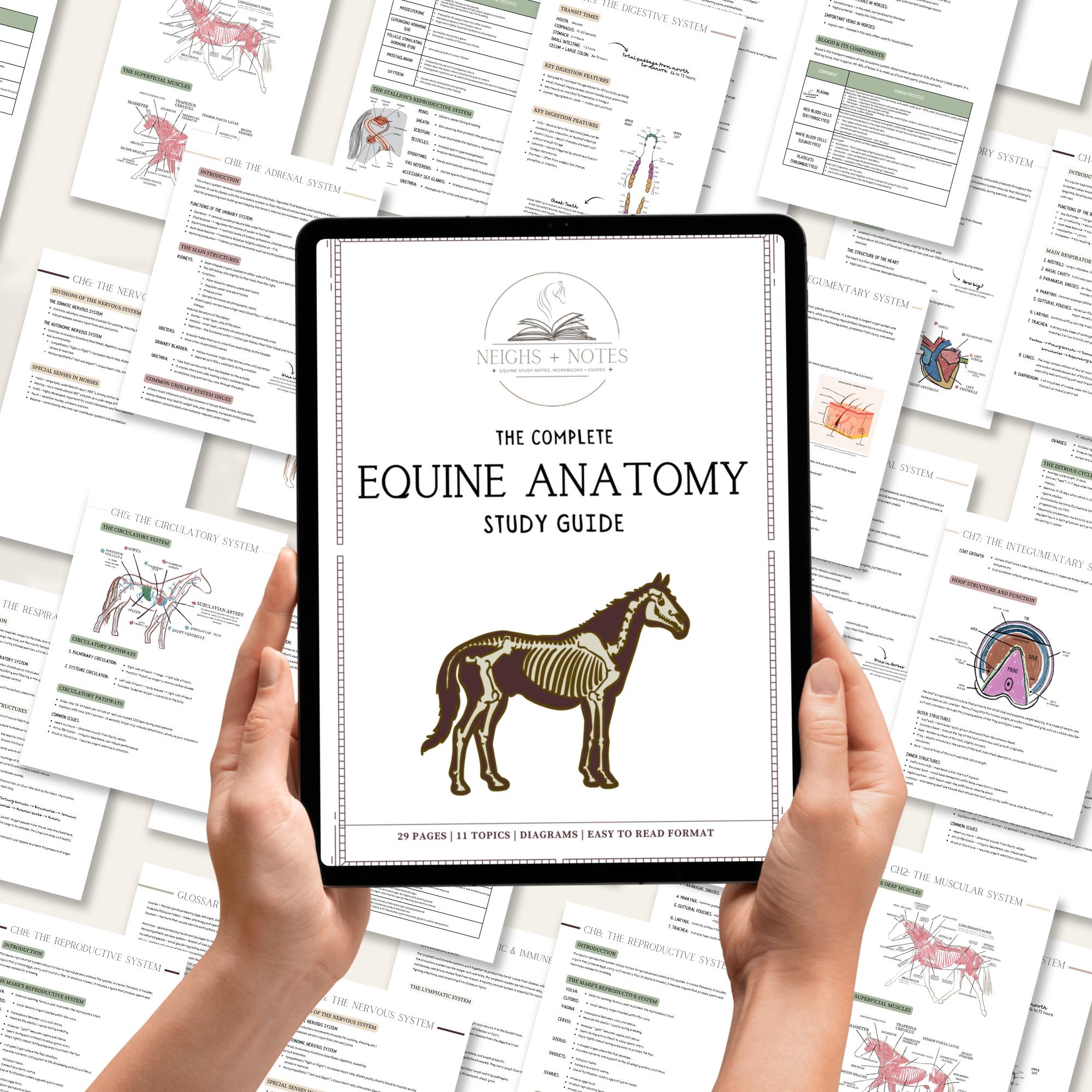 Equine Anatomy Study Guide | Vet Student Notes, Horse Science Printable ...