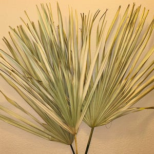Wispy Large Natural Dried Palm3ft Jumbo XL Palm Leaf - Natural grown Palm Leaves - Boho Home Decor - Bohemian Wedding - Large Dried Palm,