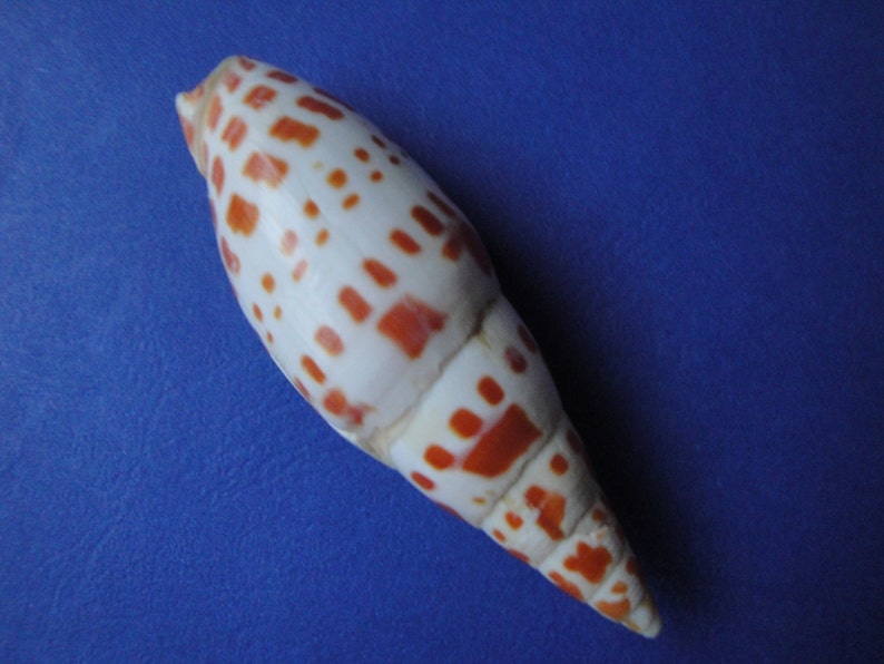 Sea Shell Seashells 3.6 Mitra Mitra Shell image 3