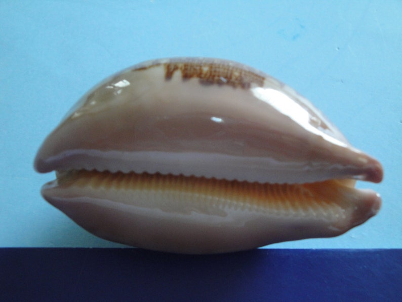 Sea Shell Seashells 2.6 Cypraea Mappa Shell image 2