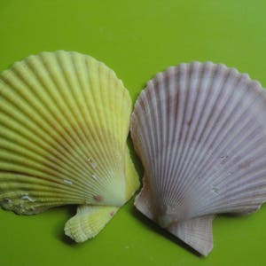 Noble Scallop Seashells - Pecten Nobilis - (10 shells approx. 1.5-2 inches)