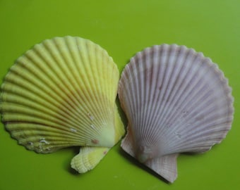 Sea Shell Seashells Pecten Nobilis Shell. Set of Two