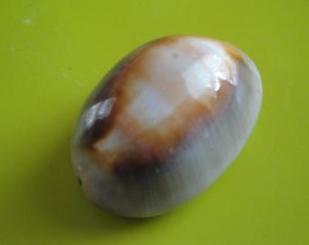 Sea Shell Cypraea Ventriculus Lamarck 53mm, Tahiti