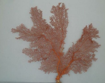 Pacifigorgia Red  Color  Large Sea Fan 21" x 18.6" Seashells Reef Coral